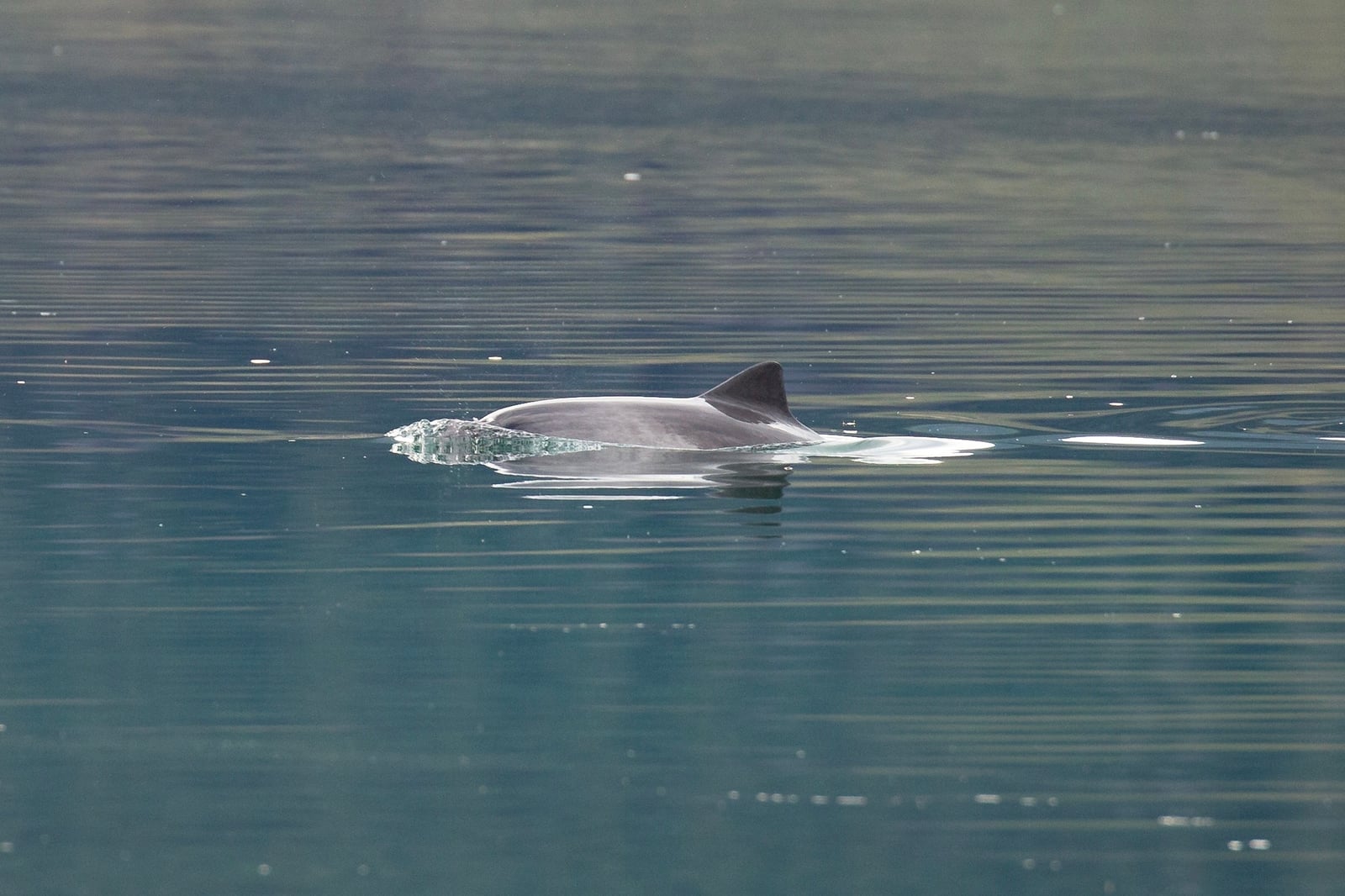 Harbour Porpoise (Phocoena phocoena)
