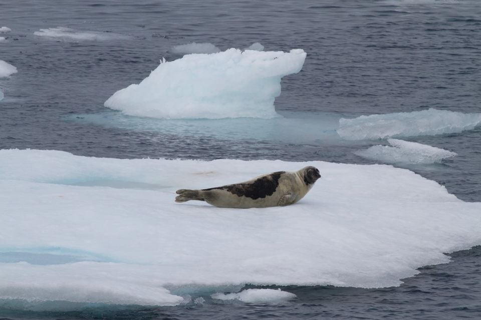 Harp Seal (Pagophilus groenlandicus), Greenland Sea IMG 5032