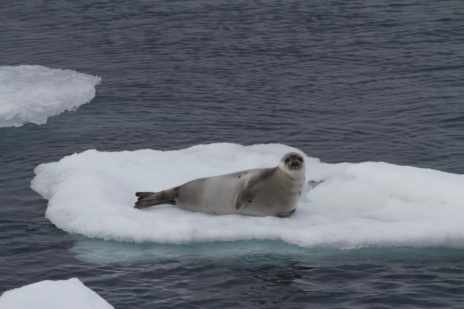Harp Seal (Pagophilus groenlandicus), Greenland Sea IMG 5006
