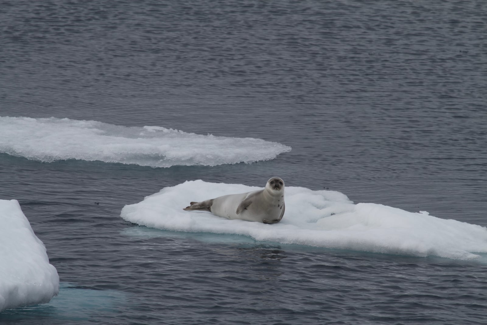 Harp Seal (Pagophilus groenlandicus), Greenland Sea IMG 5002