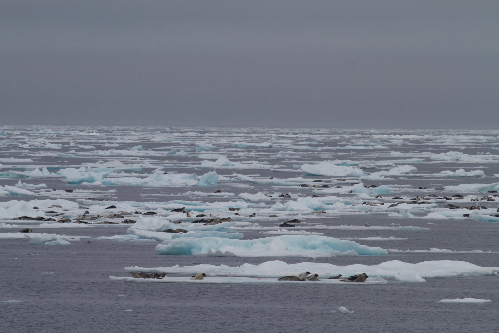 Harp Seal (Pagophilus groenlandicus), Greenland Sea IMG 4997