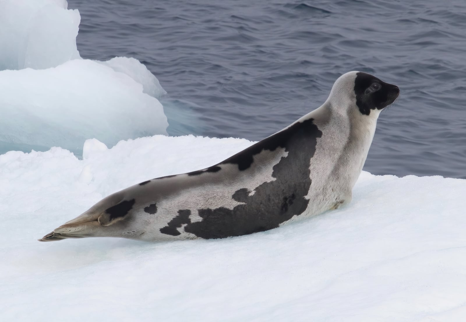 Harp Seal (Pagophilus groenlandicus), Greenland Sea IMG 5075
