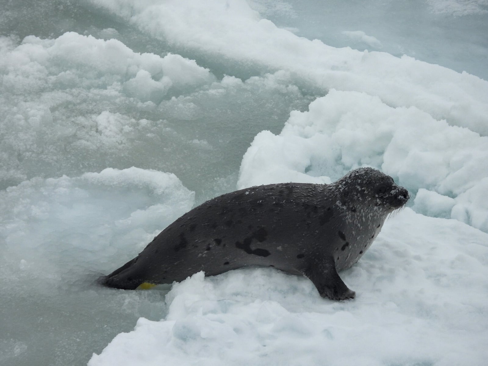 Harp Seal (Pagophilus groenlandicus)