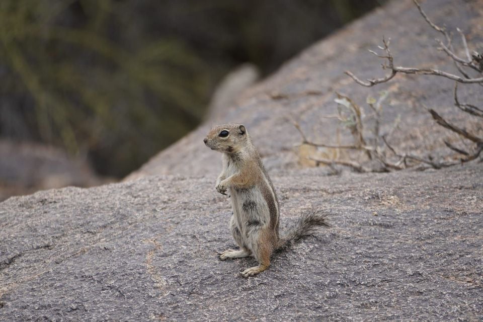 Harris' Antelope Squirrel (Ammospermophilus harrisii)