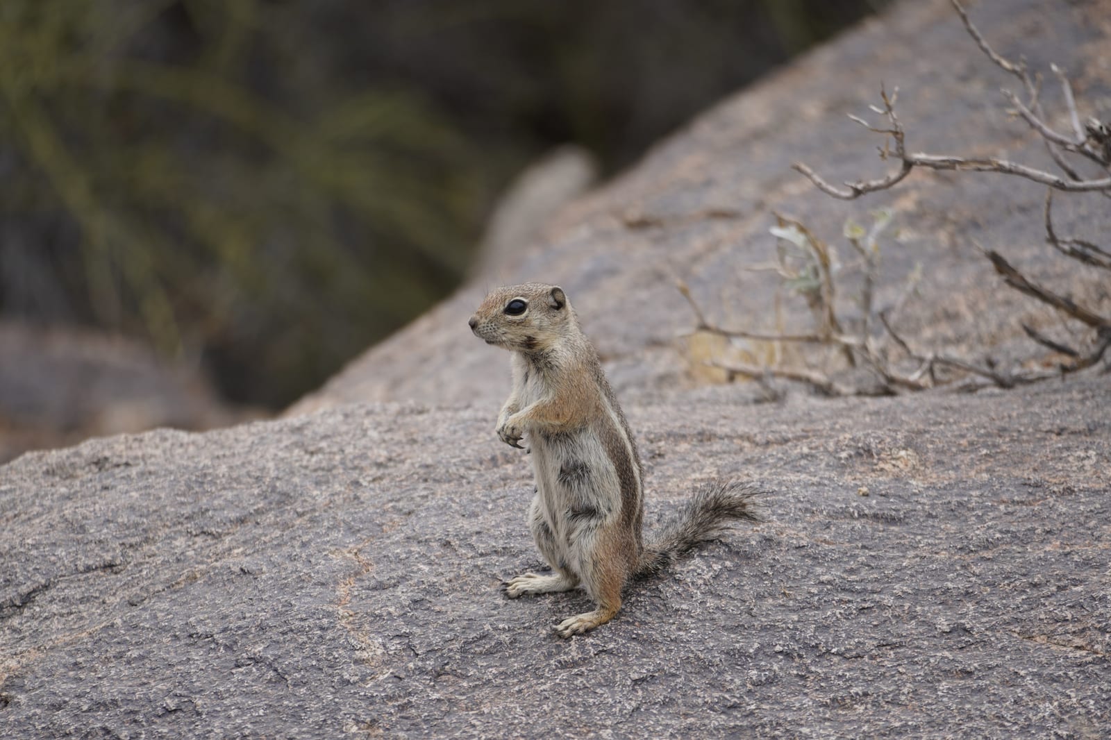 Harris' Antelope Squirrel (Ammospermophilus harrisii)