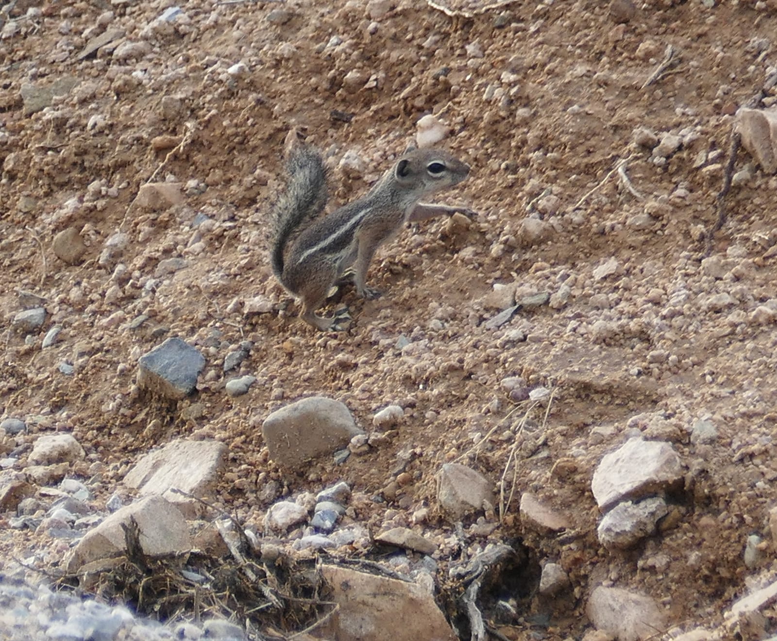 Harris' Antelope Squirrel (Ammospermophilus harrisii)