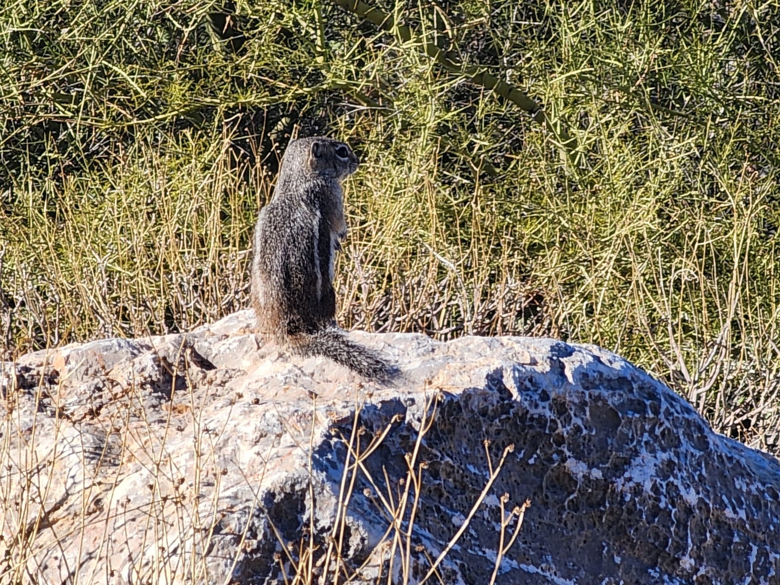 Harris' Antelope Squirrel (Ammospermophilus harrisii)