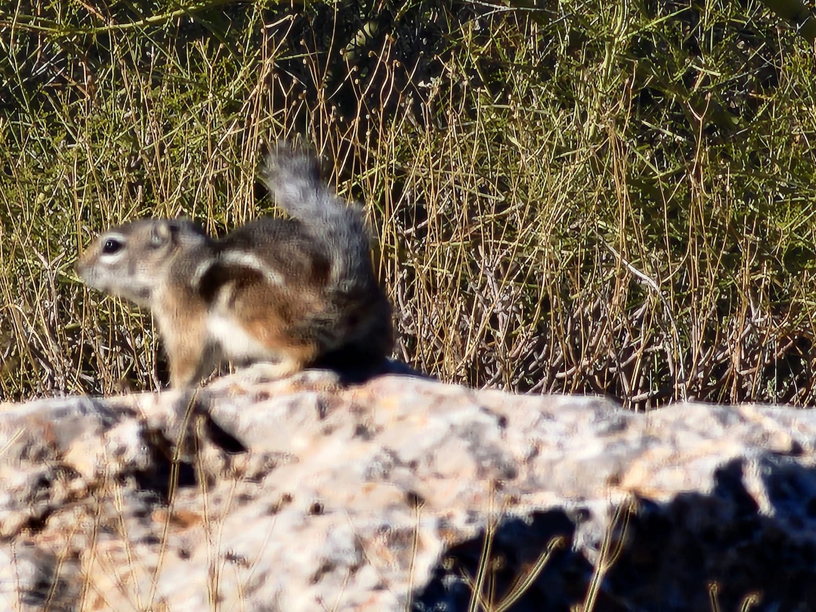 Harris' Antelope Squirrel (Ammospermophilus harrisii)