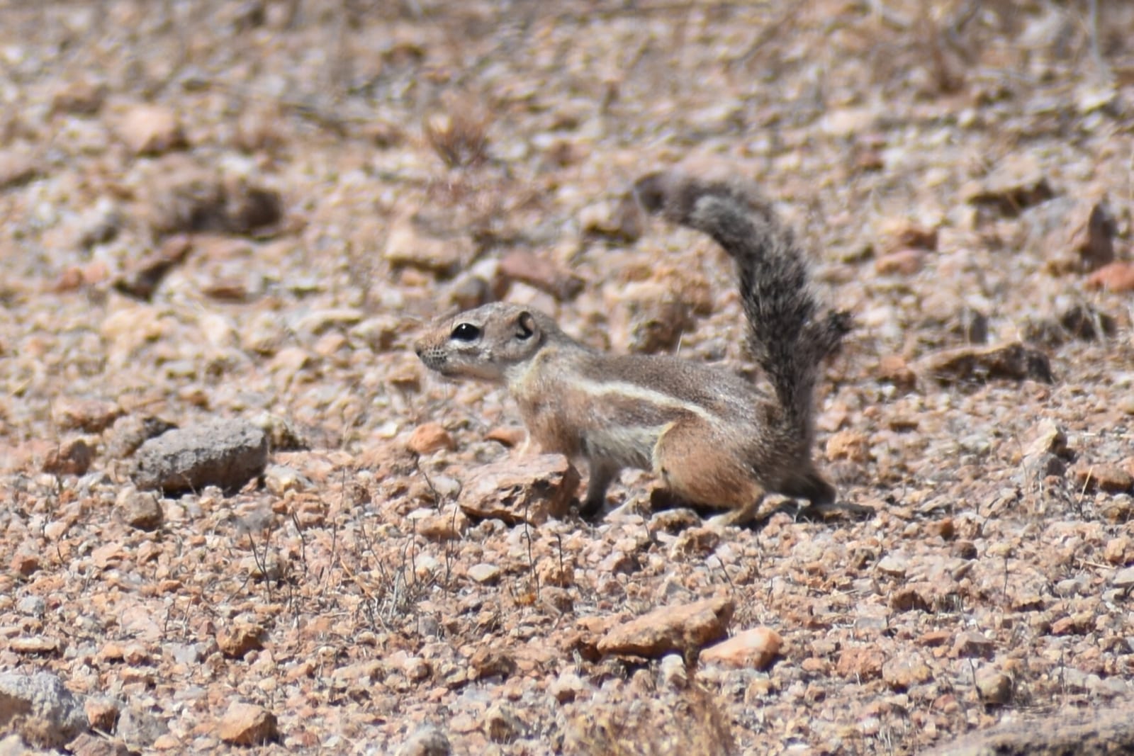 Harris' Antelope Squirrel (Ammospermophilus harrisii)