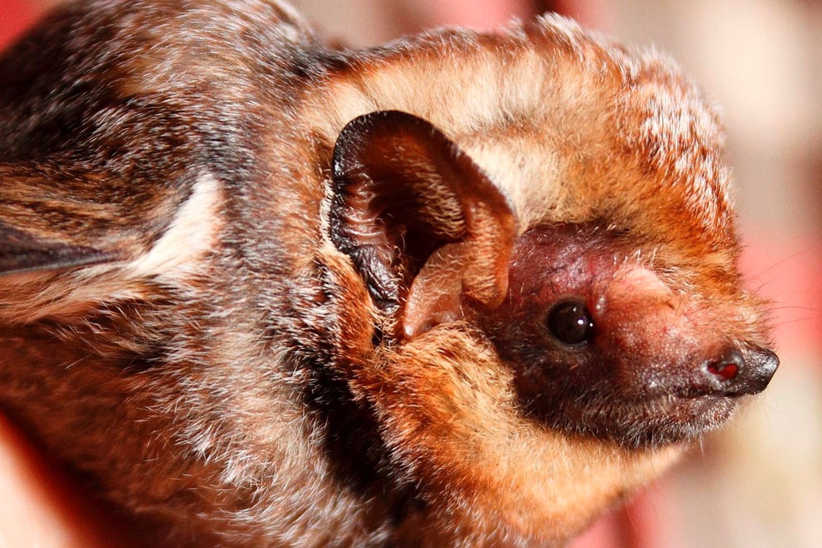 Hawaiian hoary bat close-up showing frosted reddish-brown fur and rounded ears