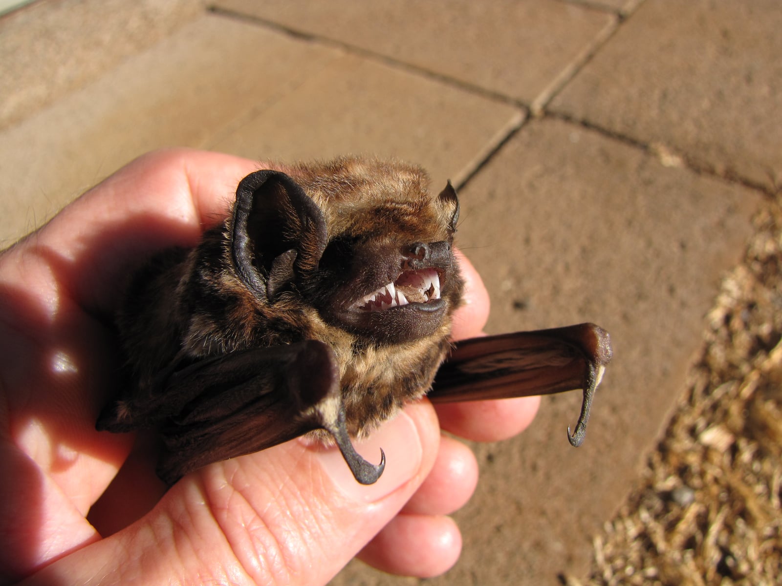 Hawaiian hoary bat held by a researcher, showing teeth and folded wings