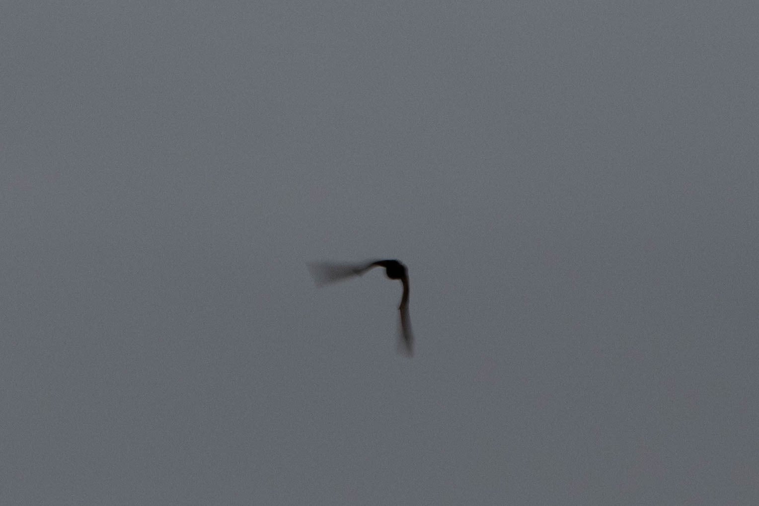 Hawaiian hoary bat in flight against an overcast sky