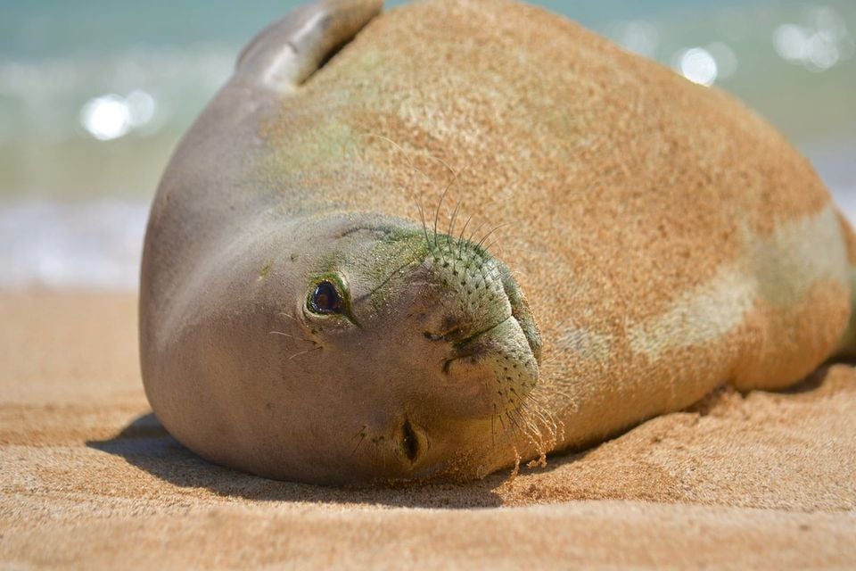An endangered Hawaiian Monk Seal resting on Poipu Beach in Kauai