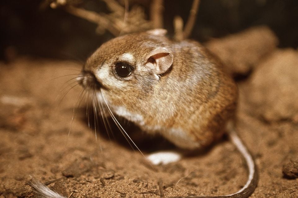 Federally endangered Morro bay kangaroo rat, last documented in the wild in 1986. (31045316021)