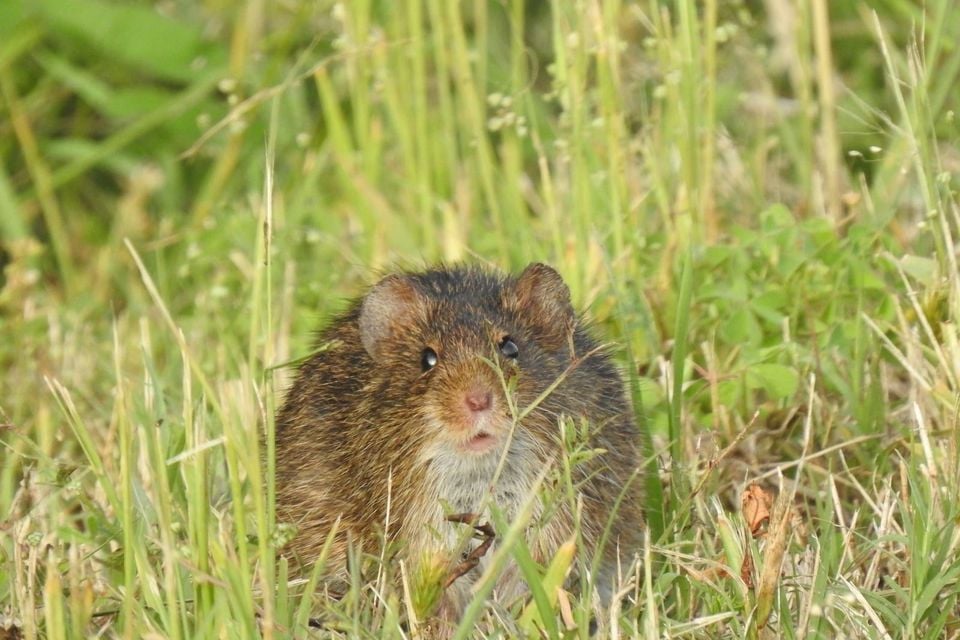 Hispid cotton rat moving through short green grass