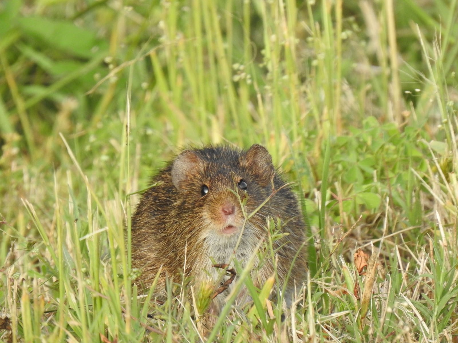 Hispid cotton rat moving through short green grass