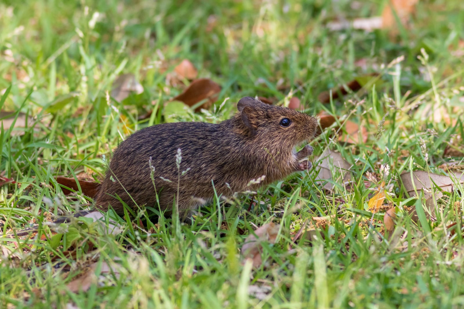 Hispid cotton rat crouched in leaf litter and grass