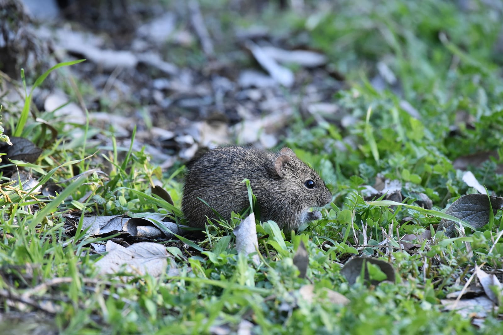 Hispid cotton rat feeding low in a lawn
