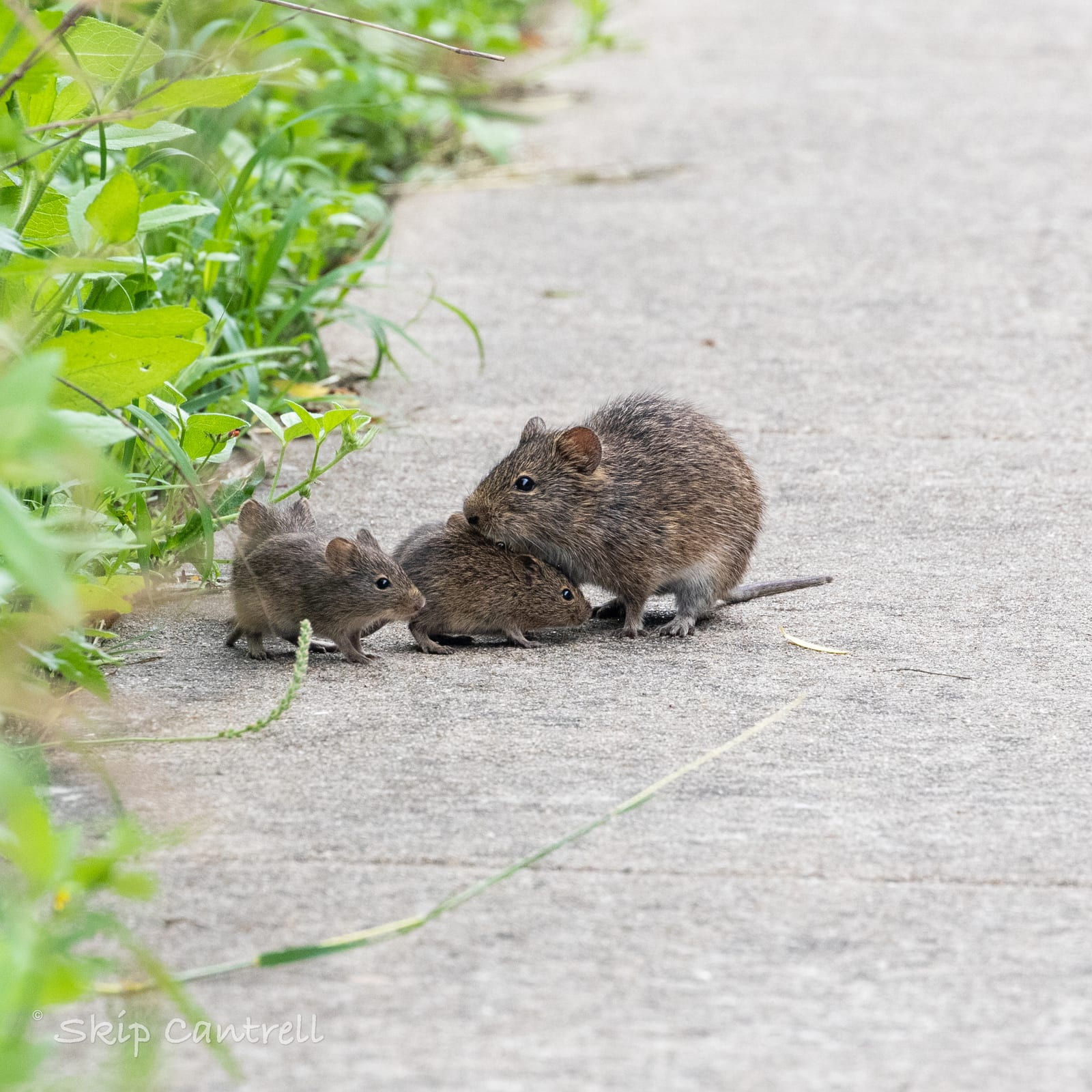 Adult hispid cotton rat with young at the edge of vegetation
