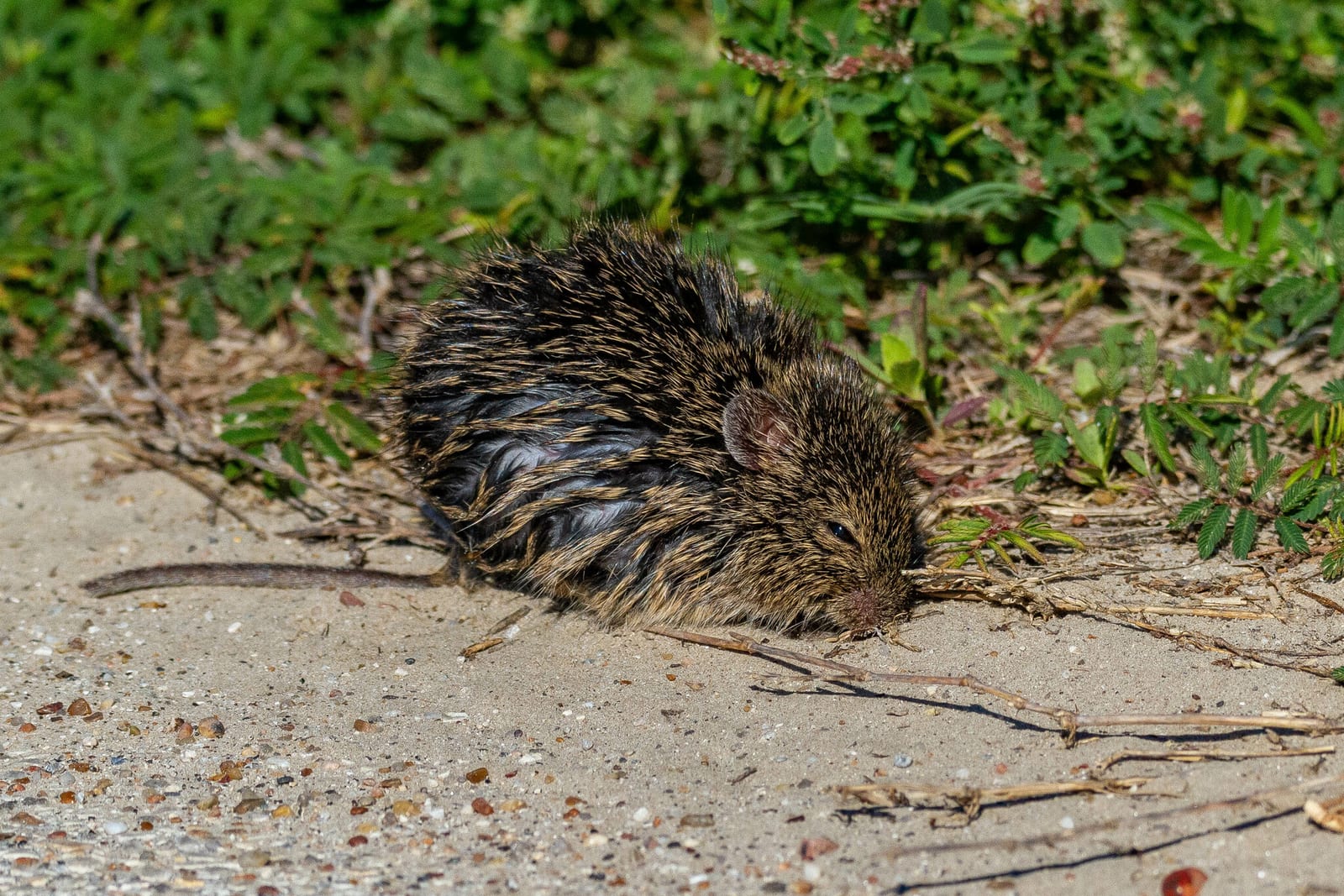 Front view of a hispid cotton rat holding food