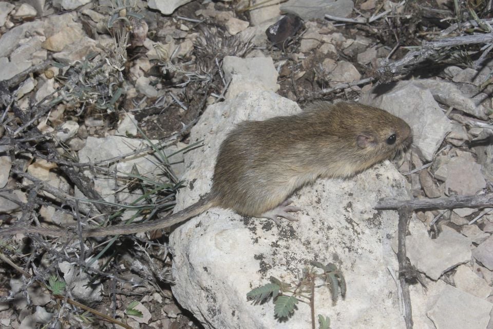 Hispid pocket mouse standing on pale rocky ground at night