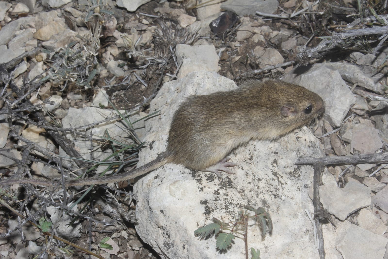 Hispid pocket mouse standing on pale rocky ground at night