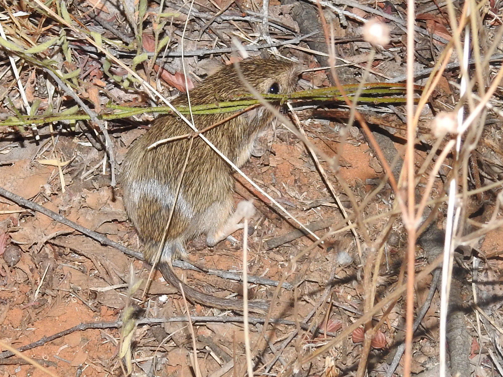 Hispid pocket mouse crouched in dry grass and red soil