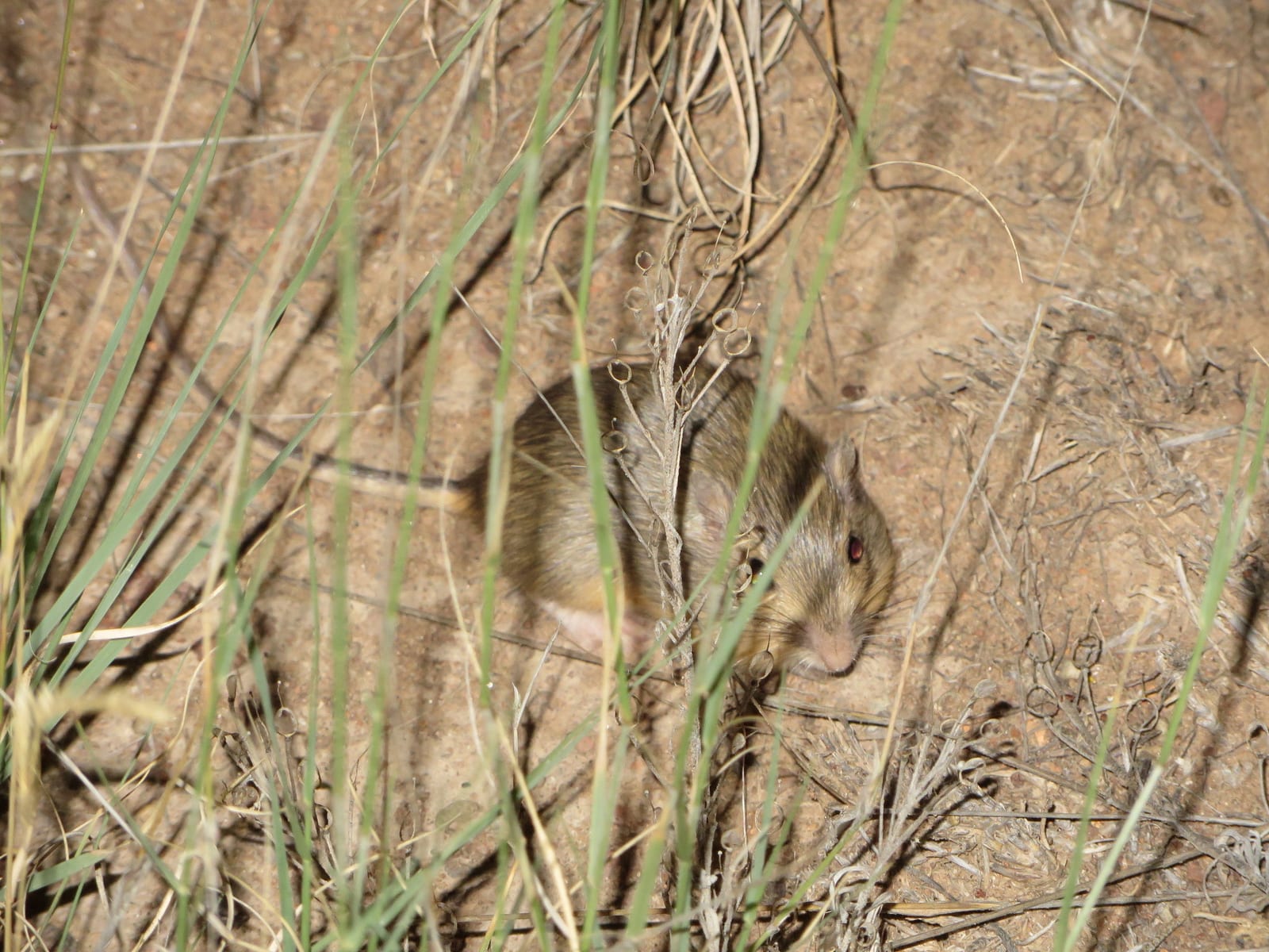 Hispid pocket mouse peering from grass at a burrow entrance