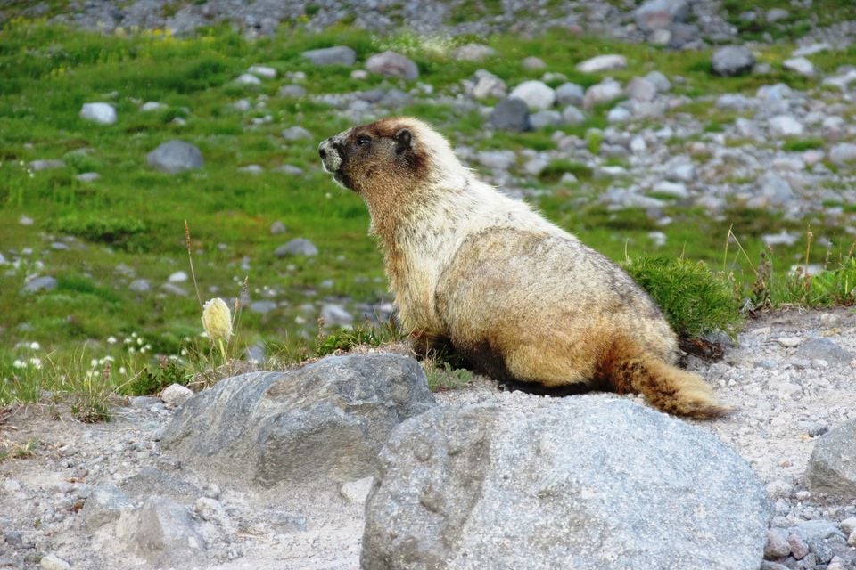 Hoary marmot (Marmota caligata) - Flickr - brewbooks (3)