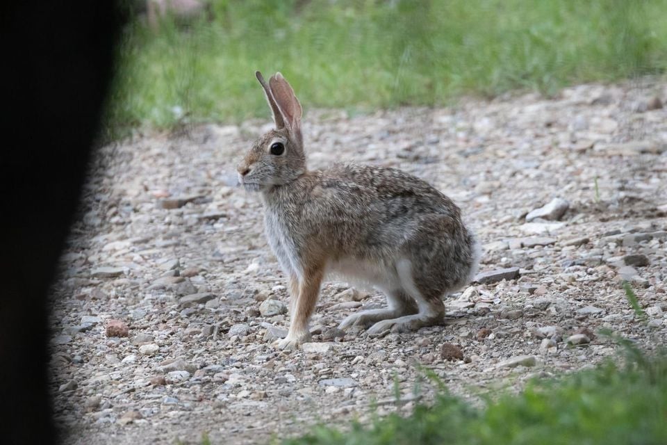 Holzner cottontail standing on a rocky woodland path