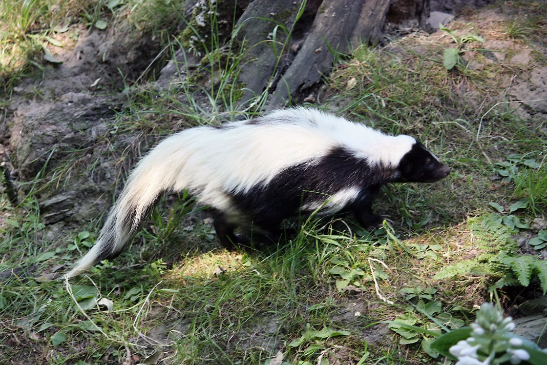 Hooded skunk walking in profile on grass, broad white back and black facial mask