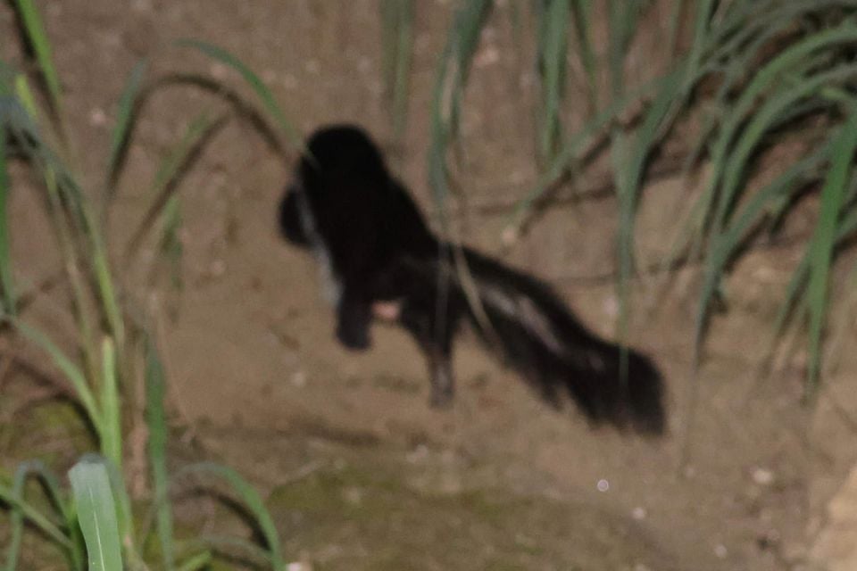 Live hooded skunk in rocky cover at night