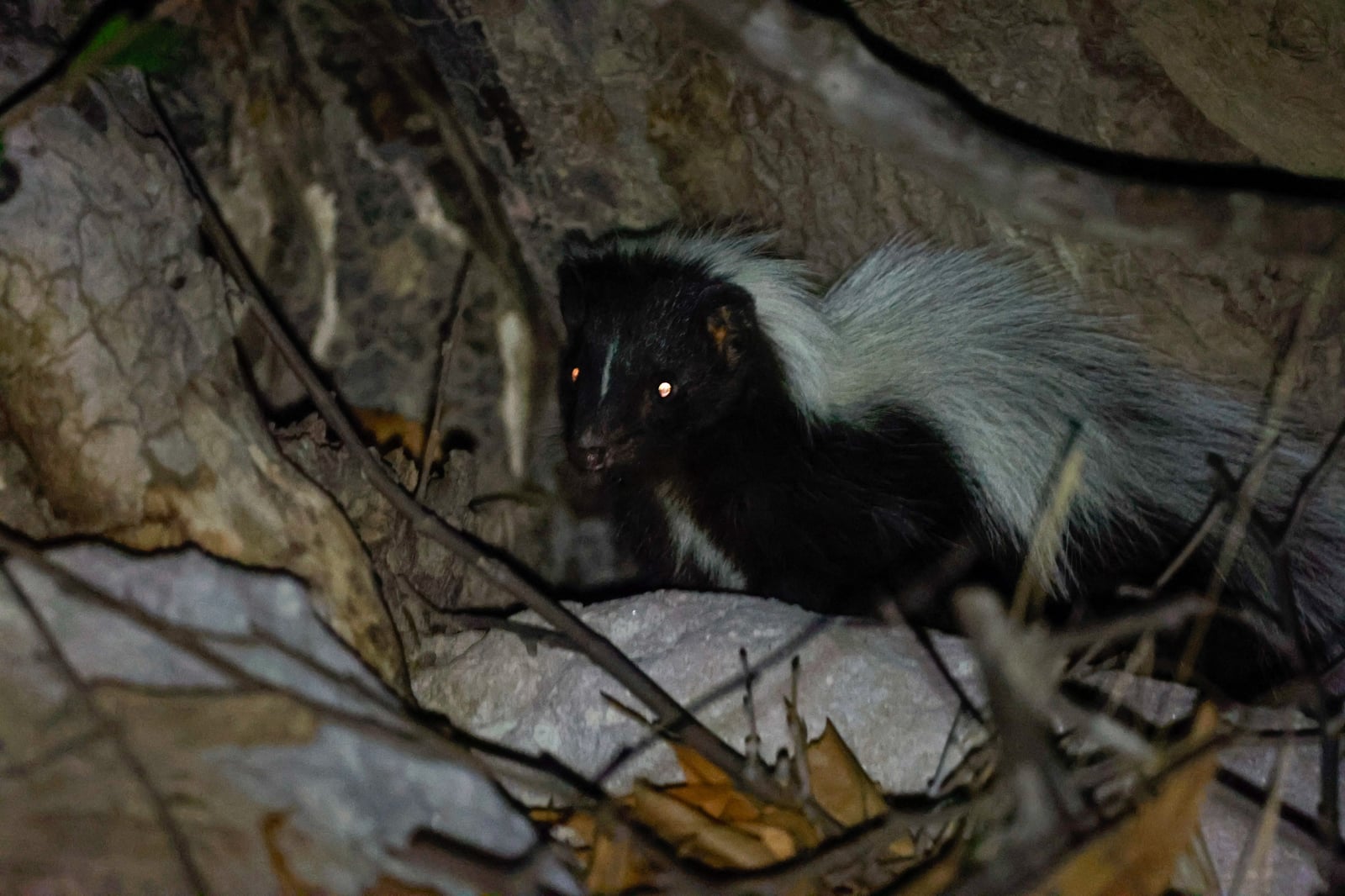 Live hooded skunk in rocky cover at night