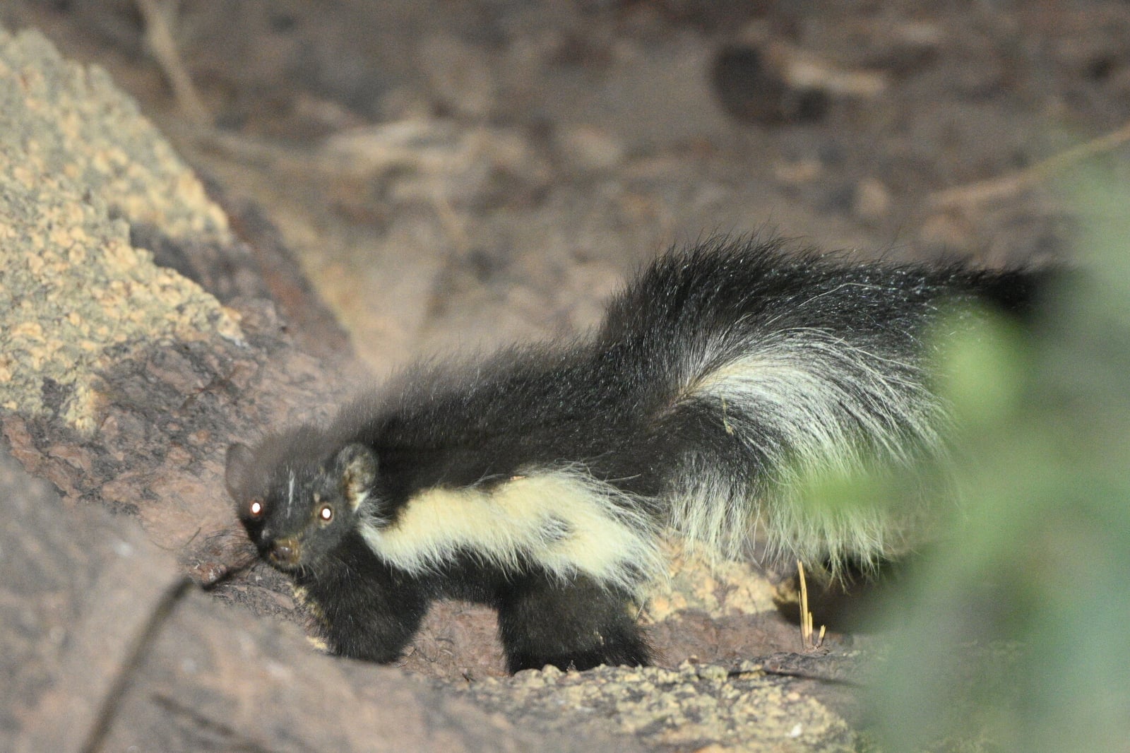 Hooded skunk walking over rocks and leaf litter