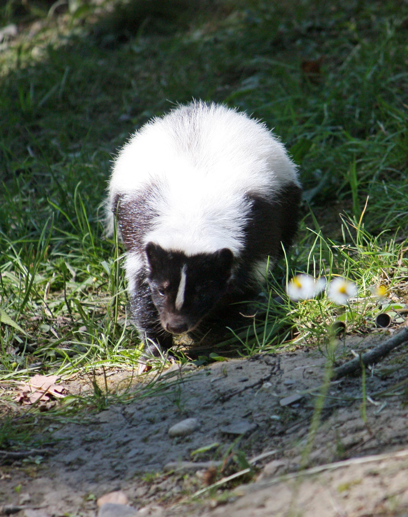 Hooded skunk facing the camera on grass, black facial mask and white back visible