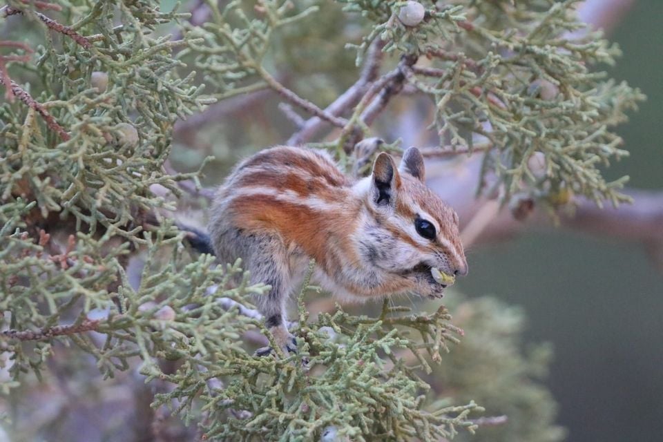 Hopi chipmunk feeding in a juniper