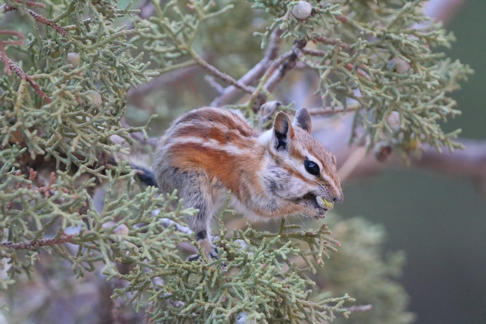 Hopi chipmunk feeding in a juniper