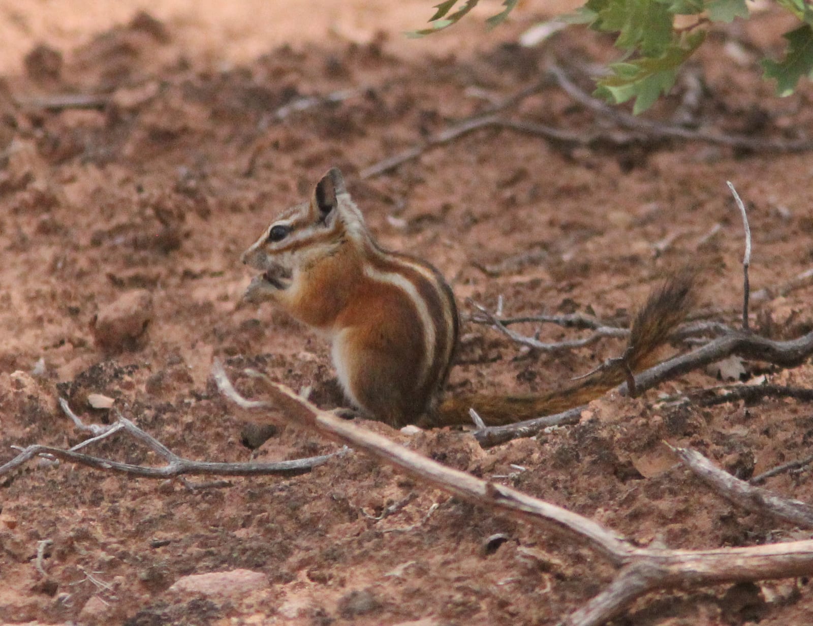 Hopi chipmunk with filled cheek pouches