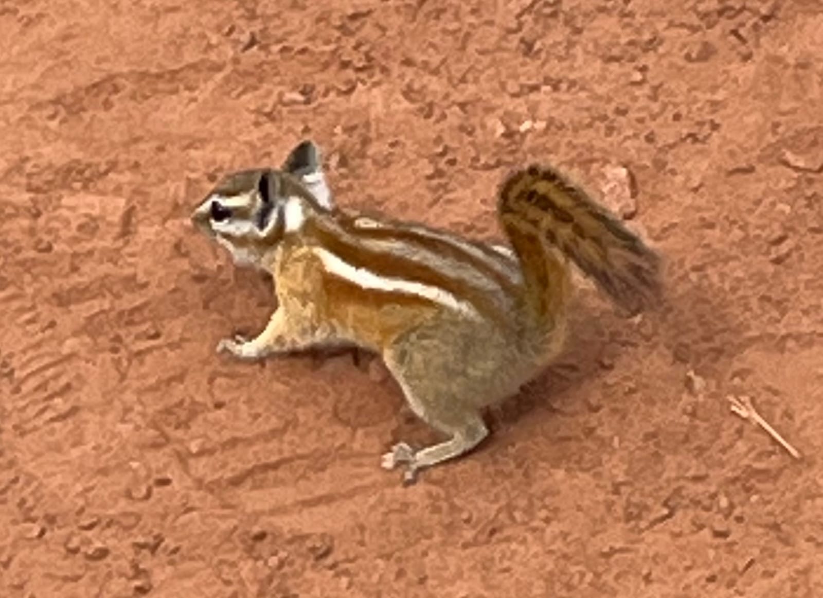Hopi chipmunk showing rusty flanks and pale stripes