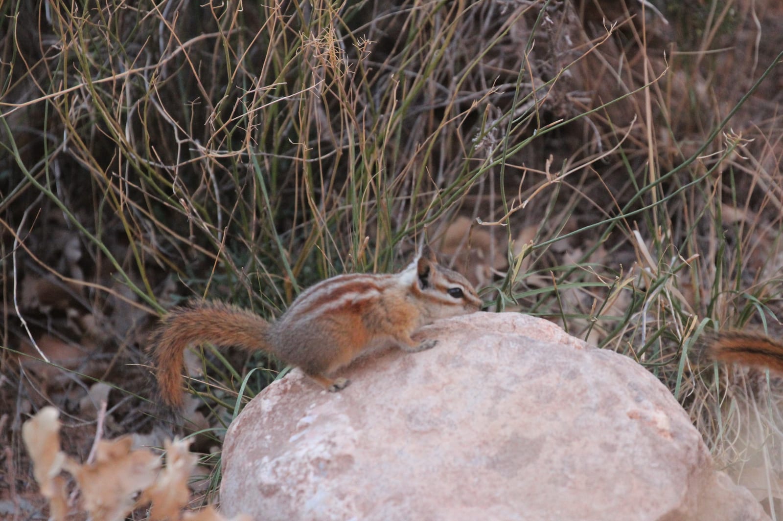 Hopi chipmunk on a pale boulder
