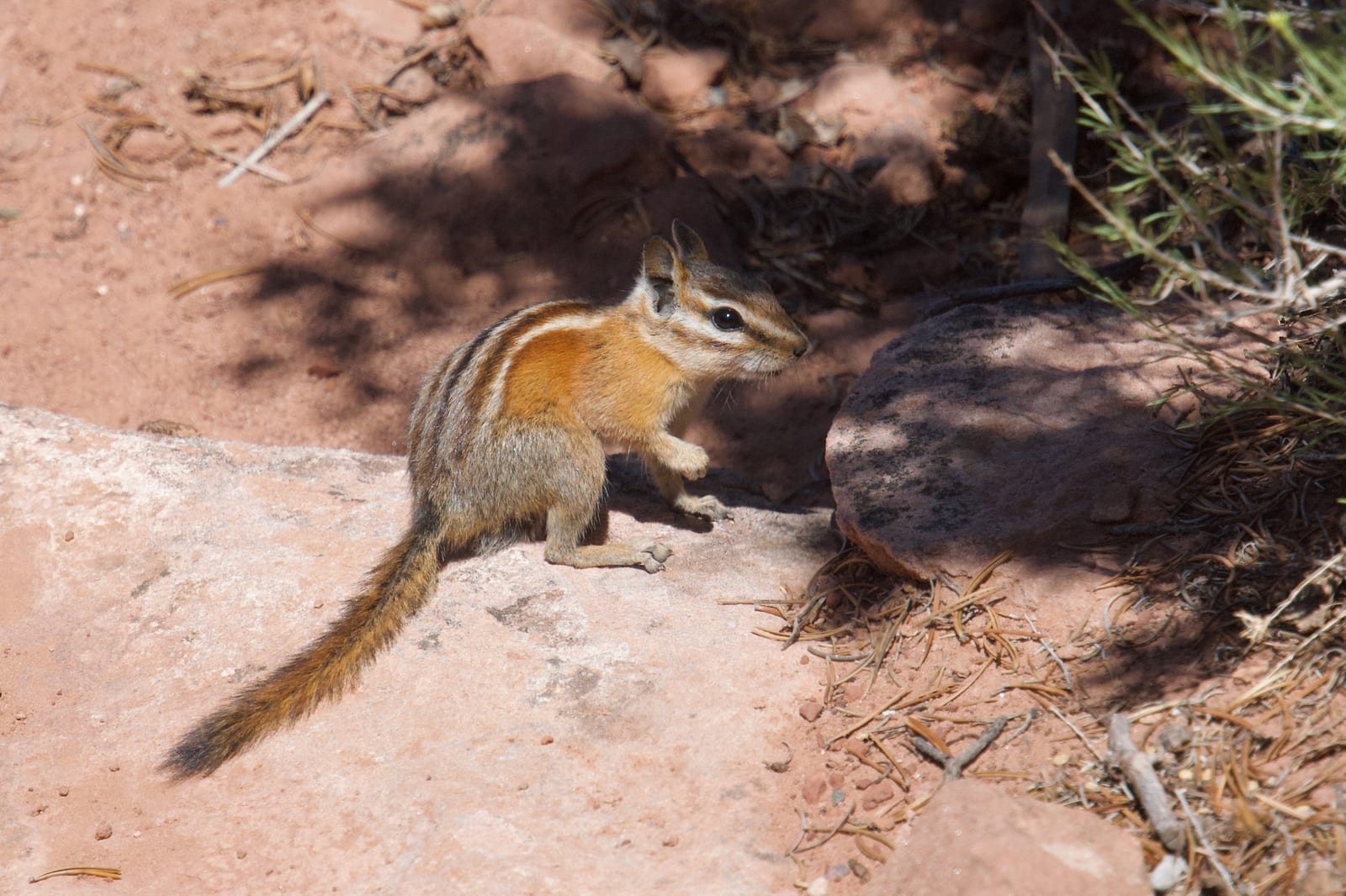 Hopi chipmunk paused among sandstone and shrubs