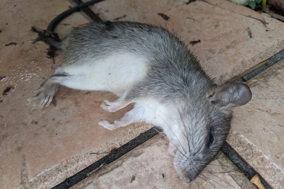 House mouse in dry plant litter