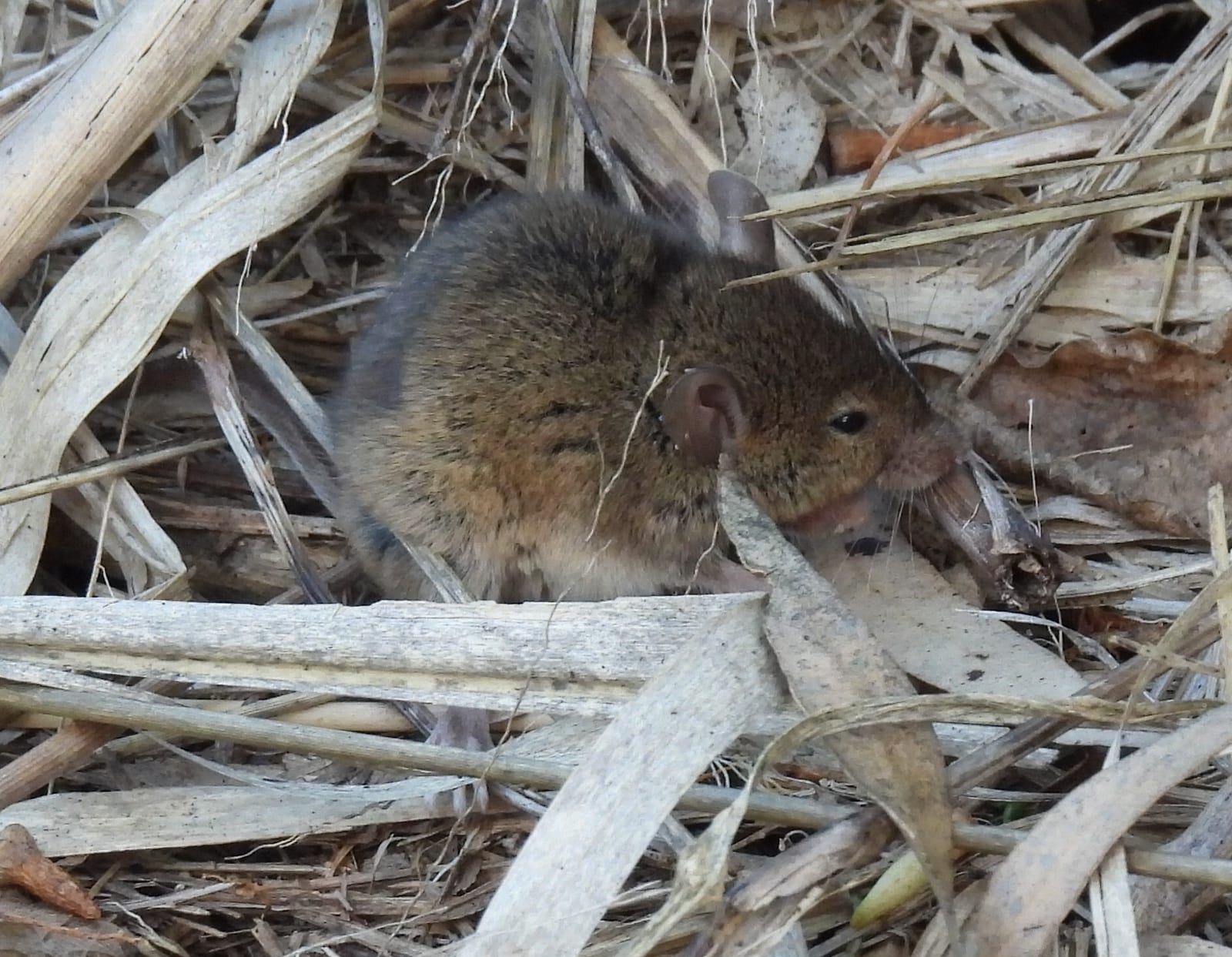 House mouse in dry plant litter
