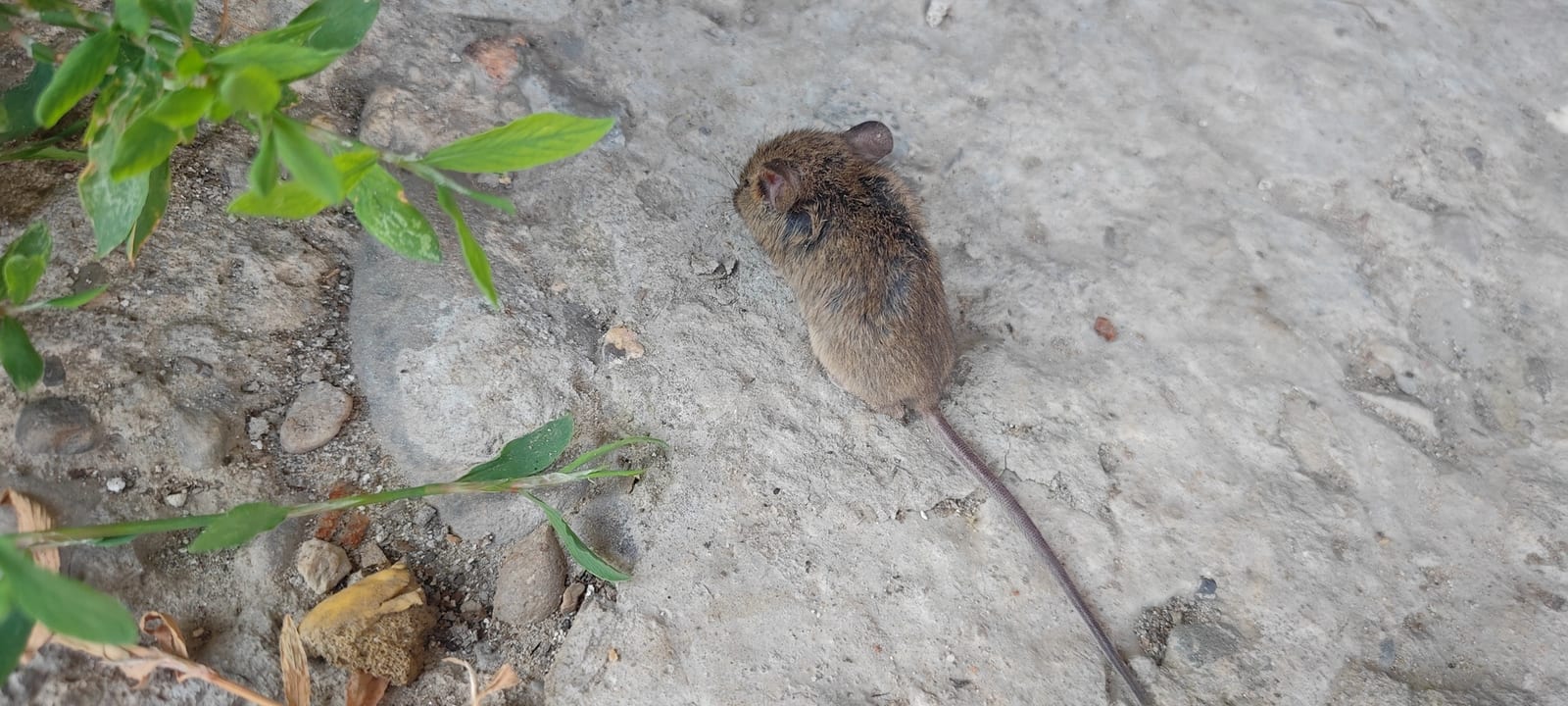 House mouse on concrete near green plants