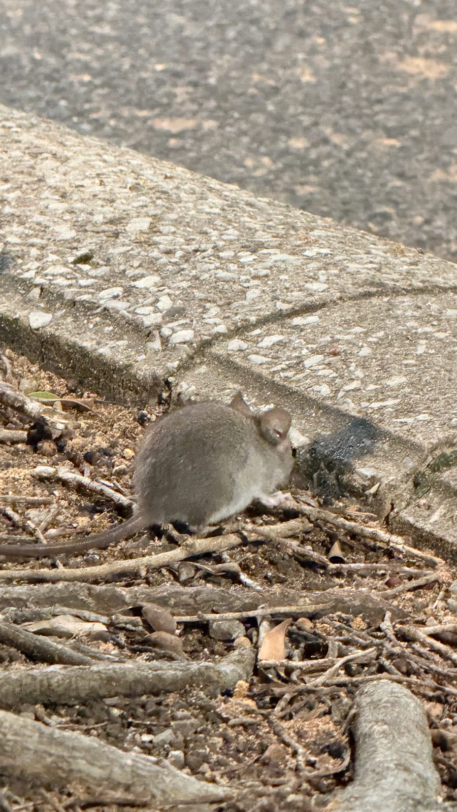 House mouse beside a curb