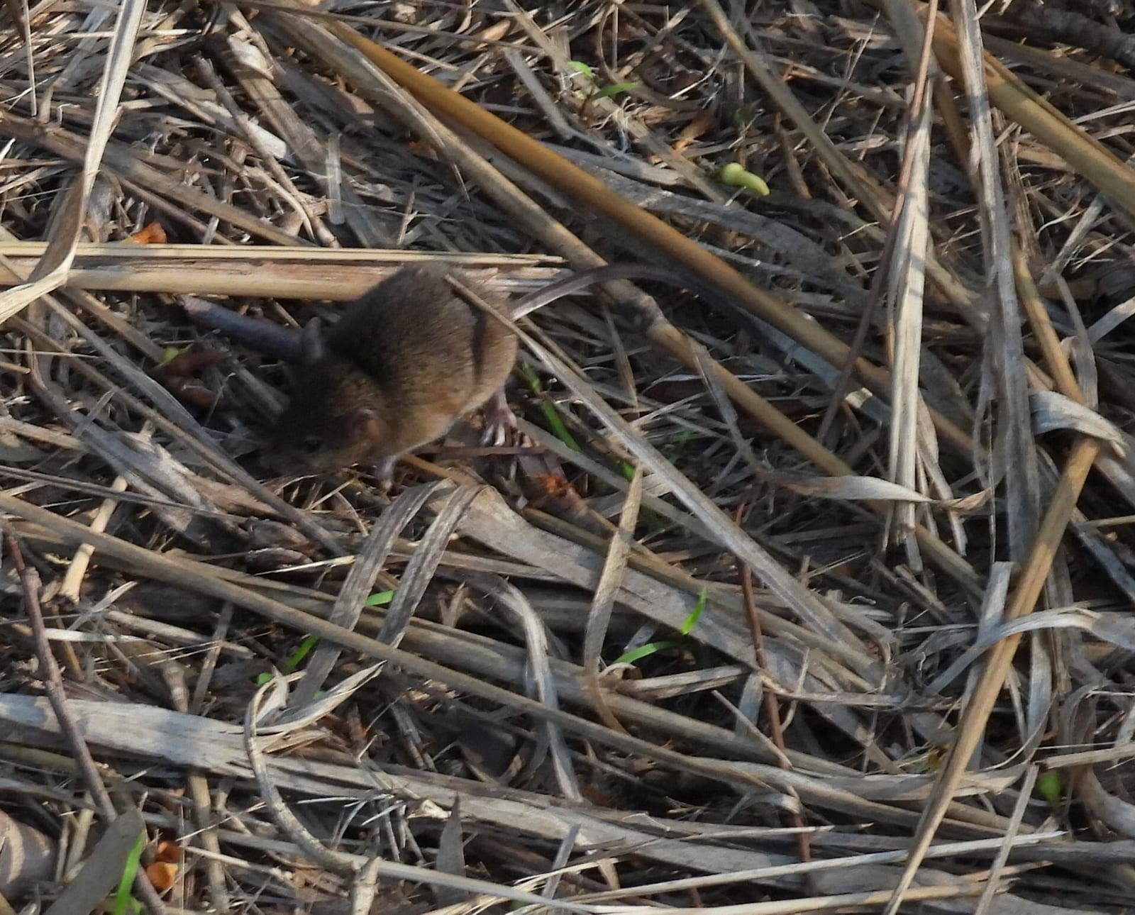 House mouse moving through dry stems