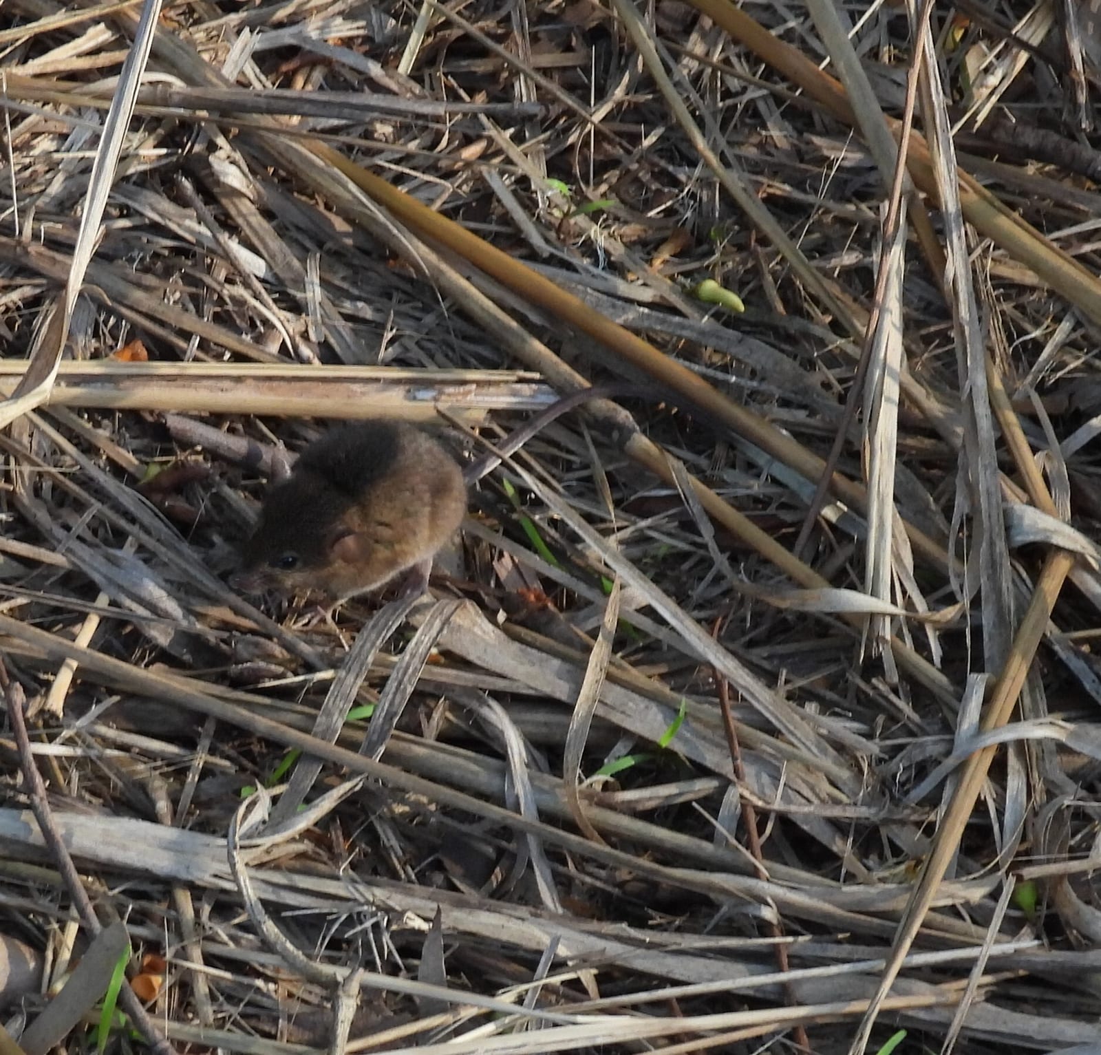 House mouse partly hidden in leaf litter