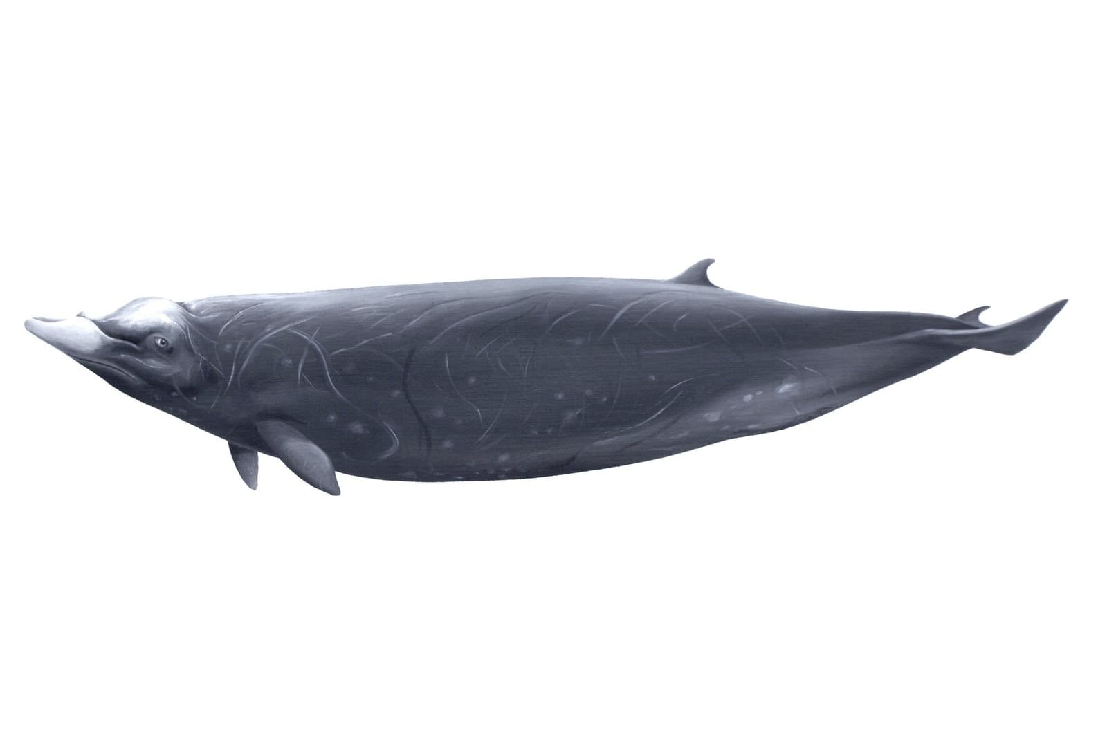 Illustration: oil painting of a Hubbs' beaked whale by Jörg Mazur