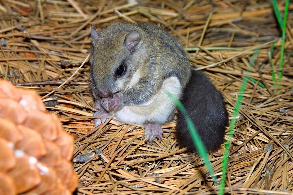 Live Humboldt's flying squirrel perched on pine needles beside a pinecone, feeding with front paws tucked to its mouth