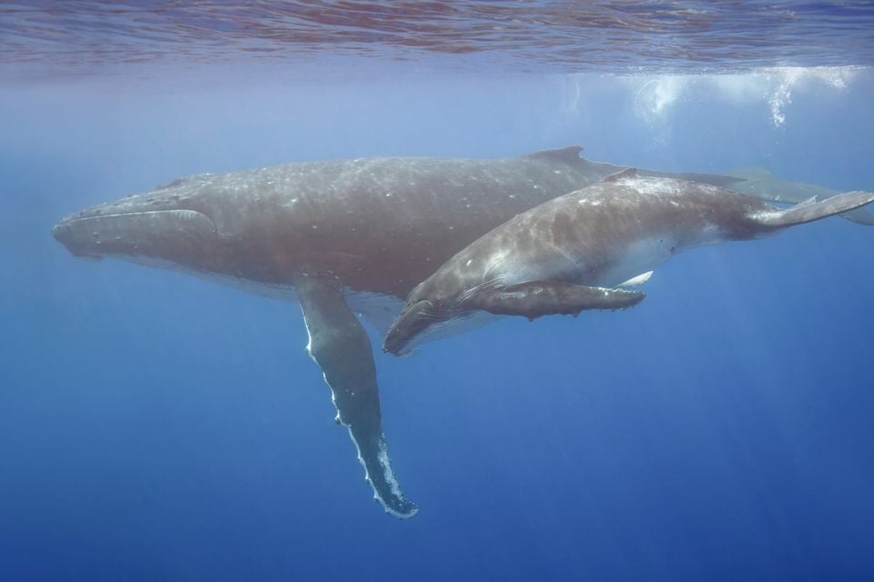 Humpback whale (Megaptera novaeangliae) with calf Moorea 2